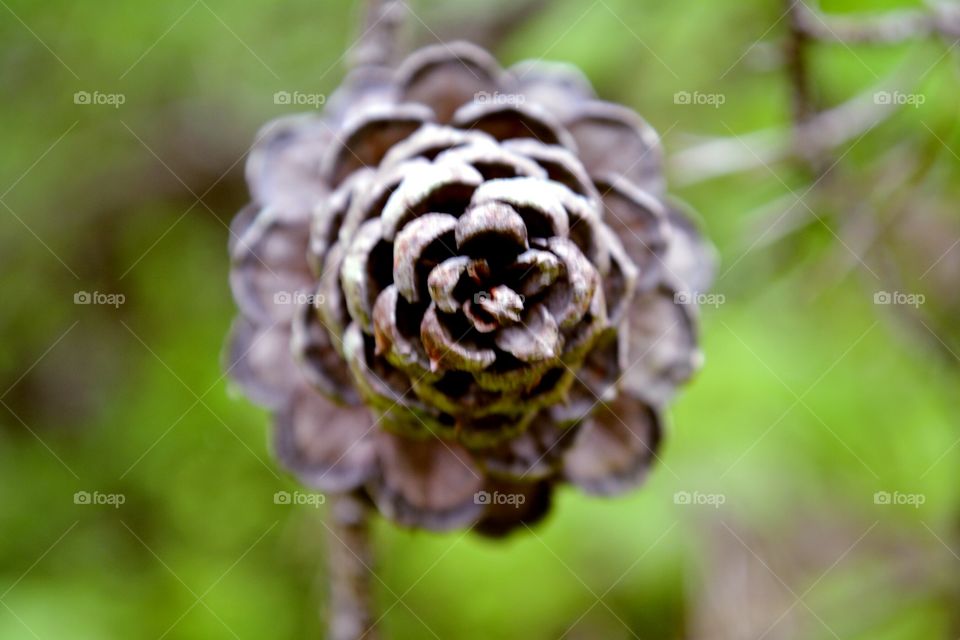 pine cone , country , great outdoors , macro