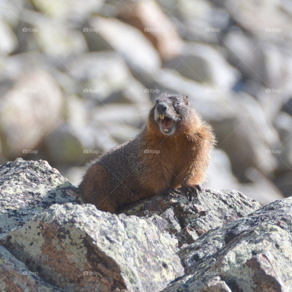 Chatty Marmot 