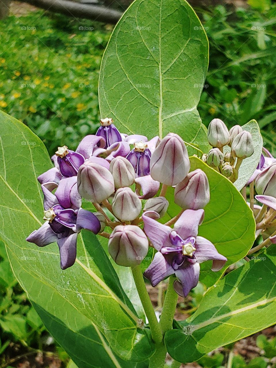 flowers captured