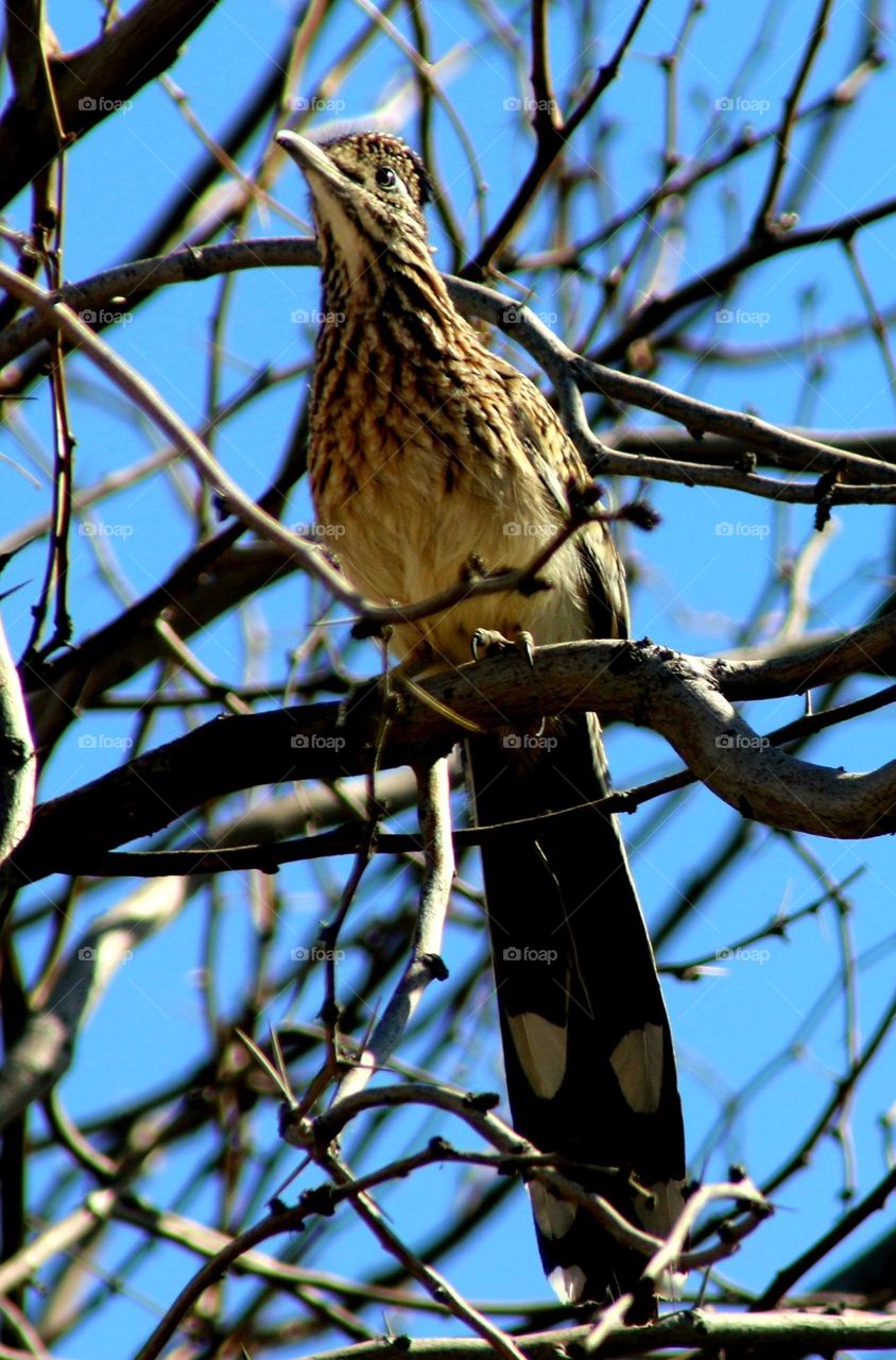 Roadrunner in a Desert Tree