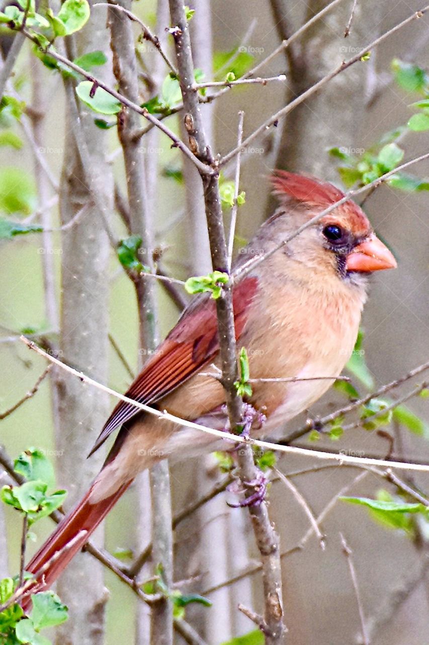 Female northern cardinal from below 