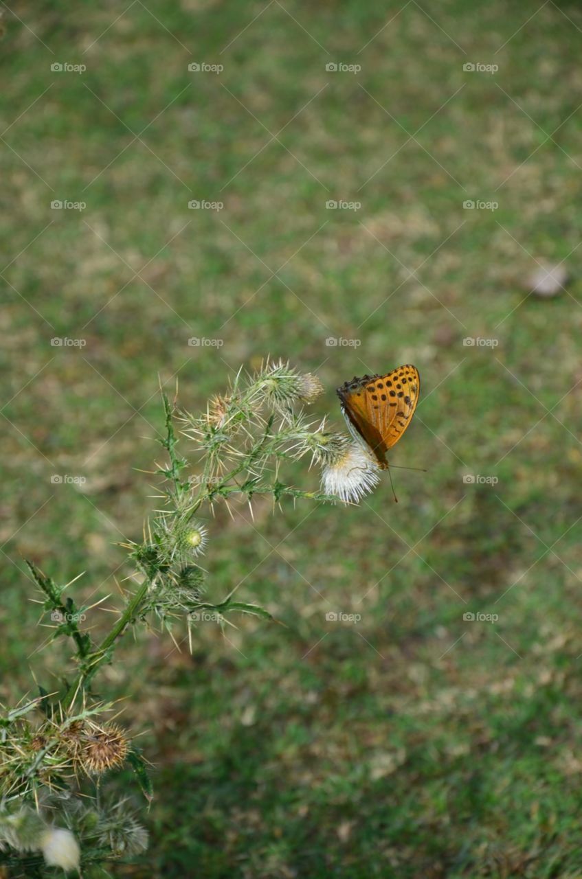 butterfly