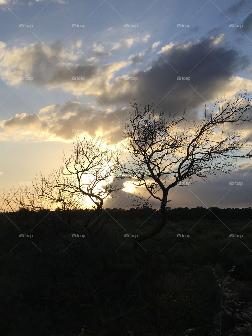 Evening clouds and dry tree