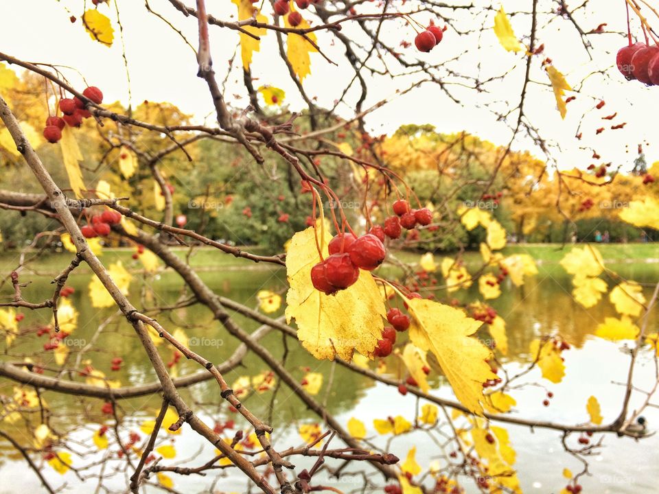 Autumn berries 