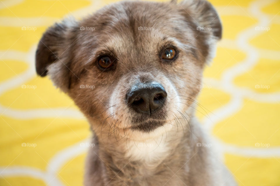 Puppy on a yellow rug