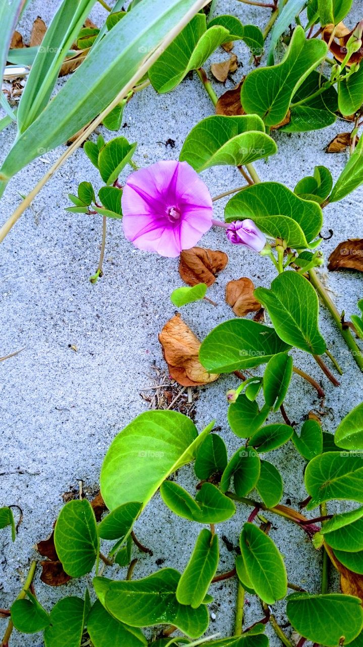 Beach Flower
Florida