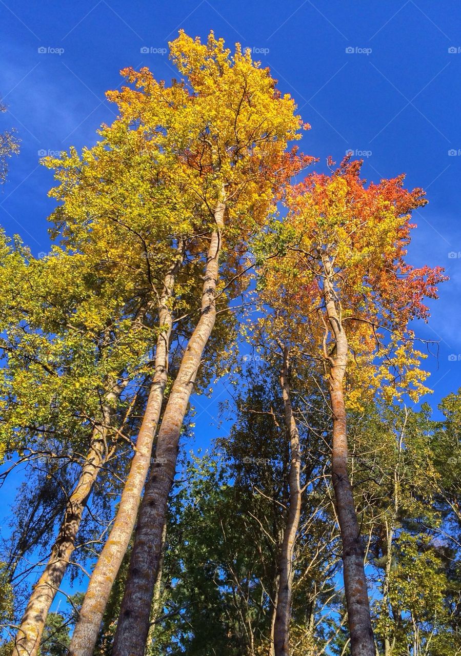 Low angle view of autumn trees