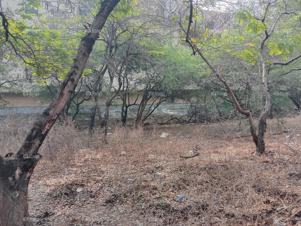 forest location view