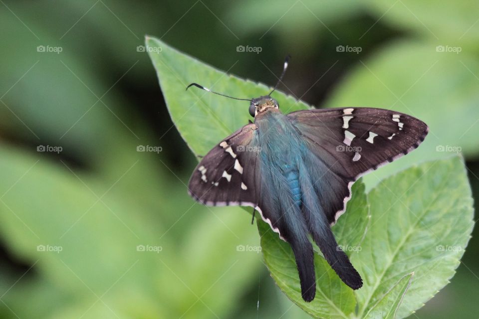 Long-tailed Skipper