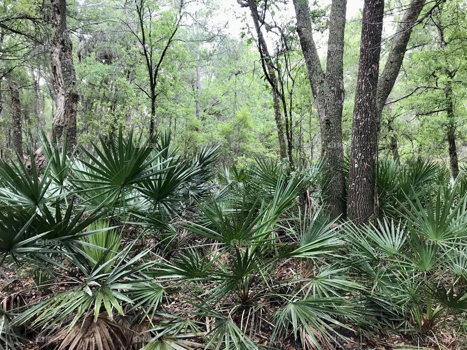Some plants in a Floridian forest