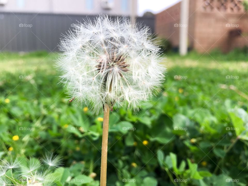 Single delicate wispy dandelion seed head against blurred green grass background 