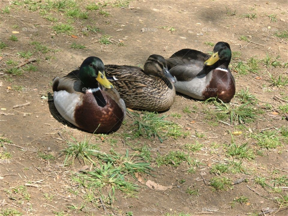 Three ducks