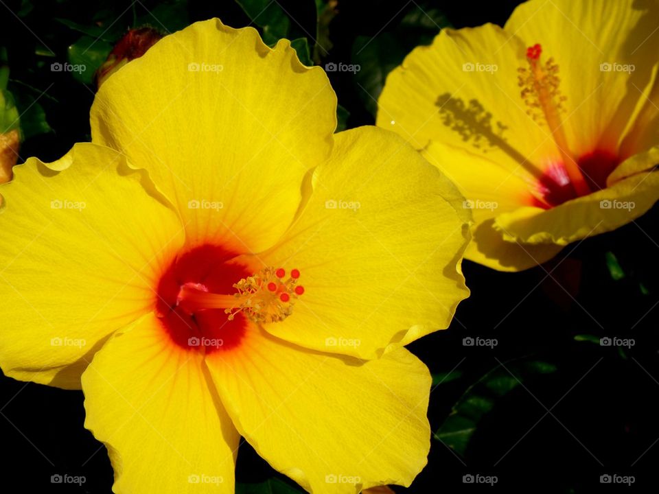 Hibiscus X 2. Taken on a walking tour of Hilton Head islands sanctuary.