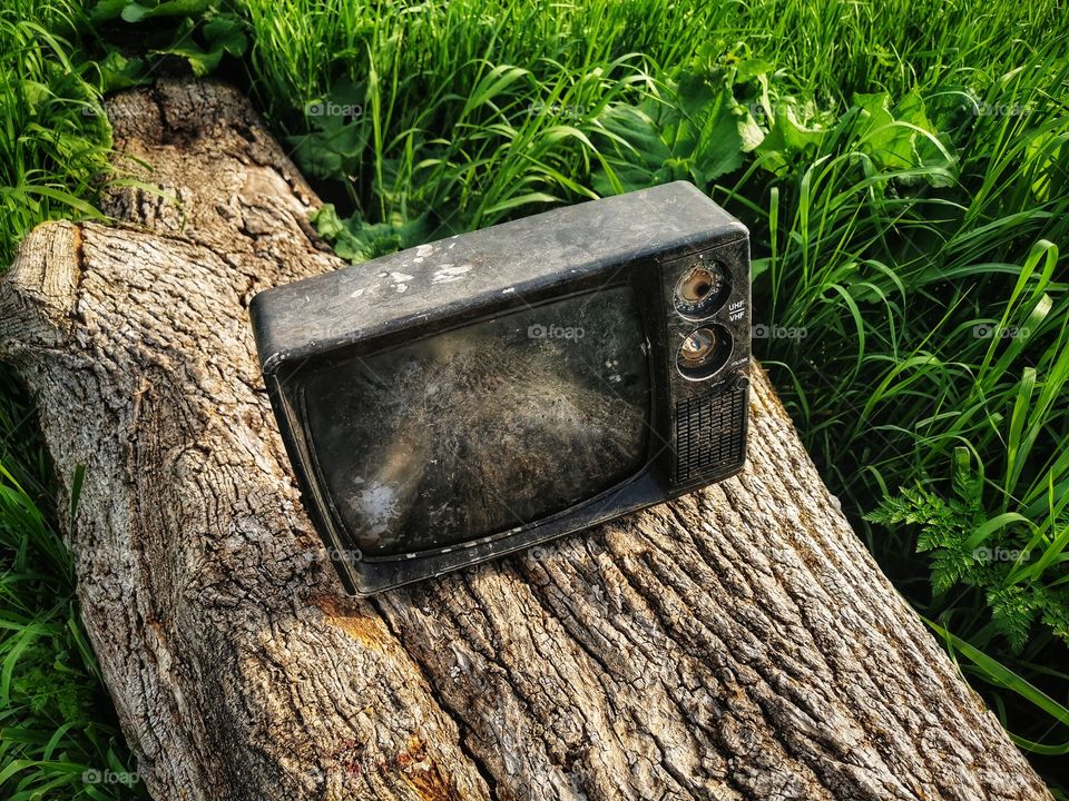 Forest day outdoor nature greens wild forest greens