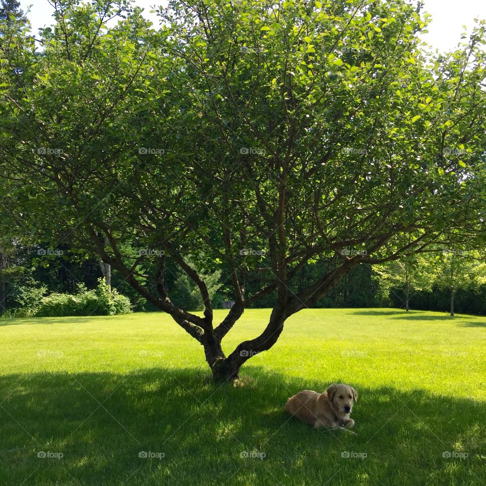 I love apple tree , peaceful here 