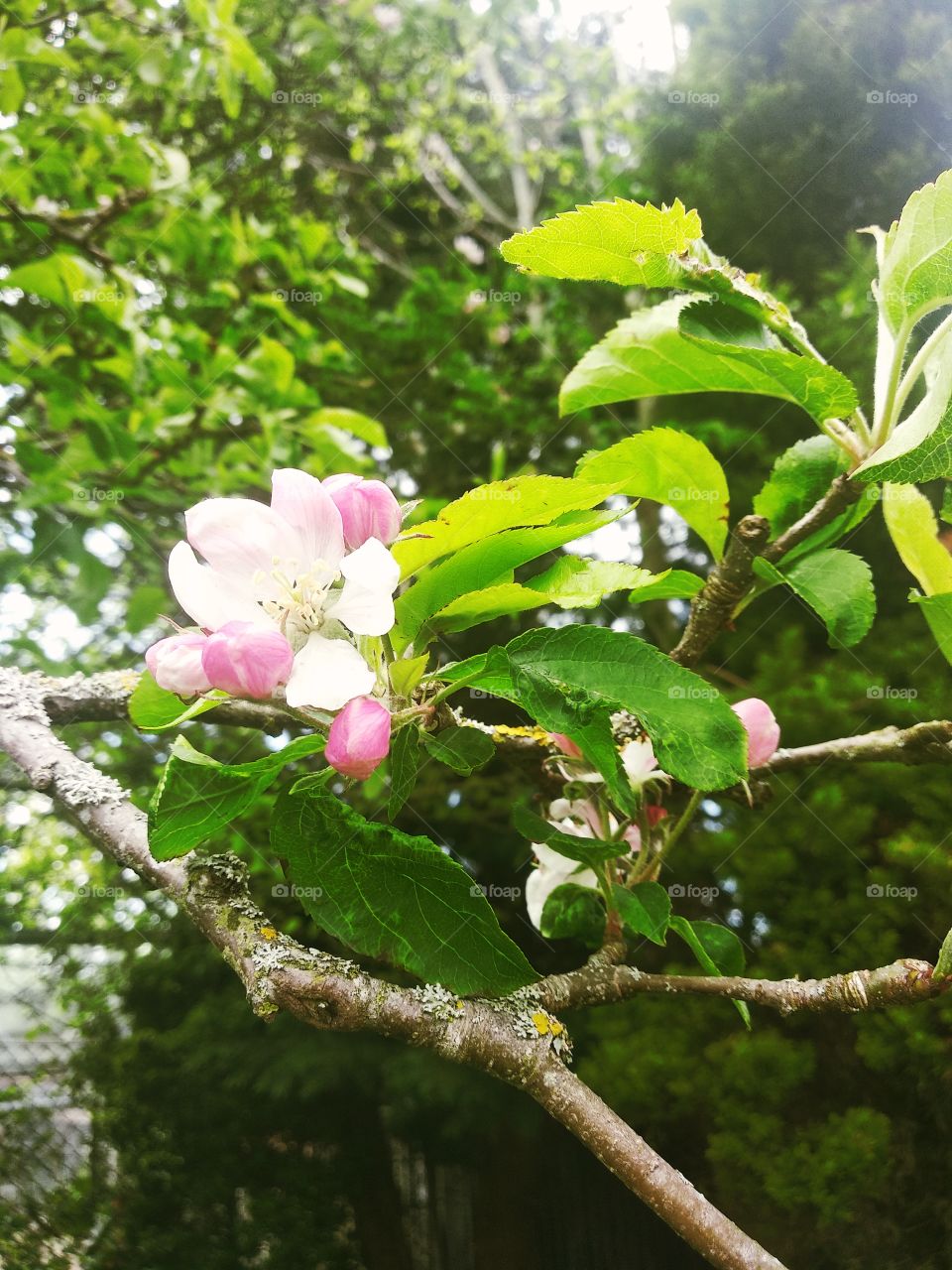 Apple blossom