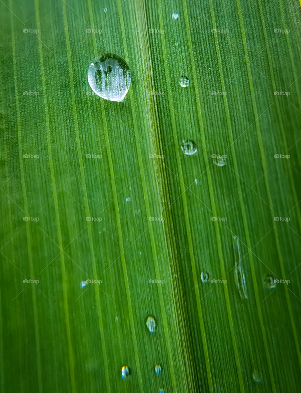green leaf texture with drops of rain water