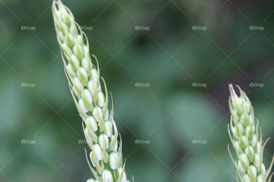 Close-up of a plant