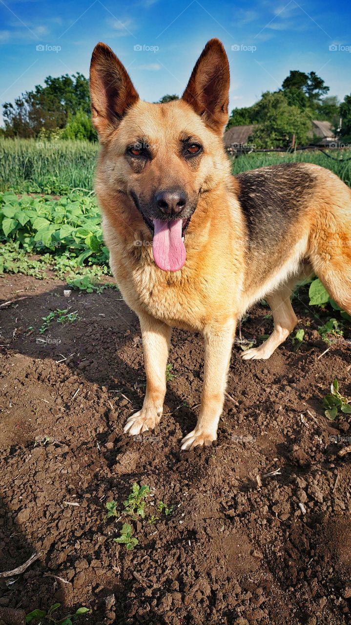 my dog ​​is a fashion model