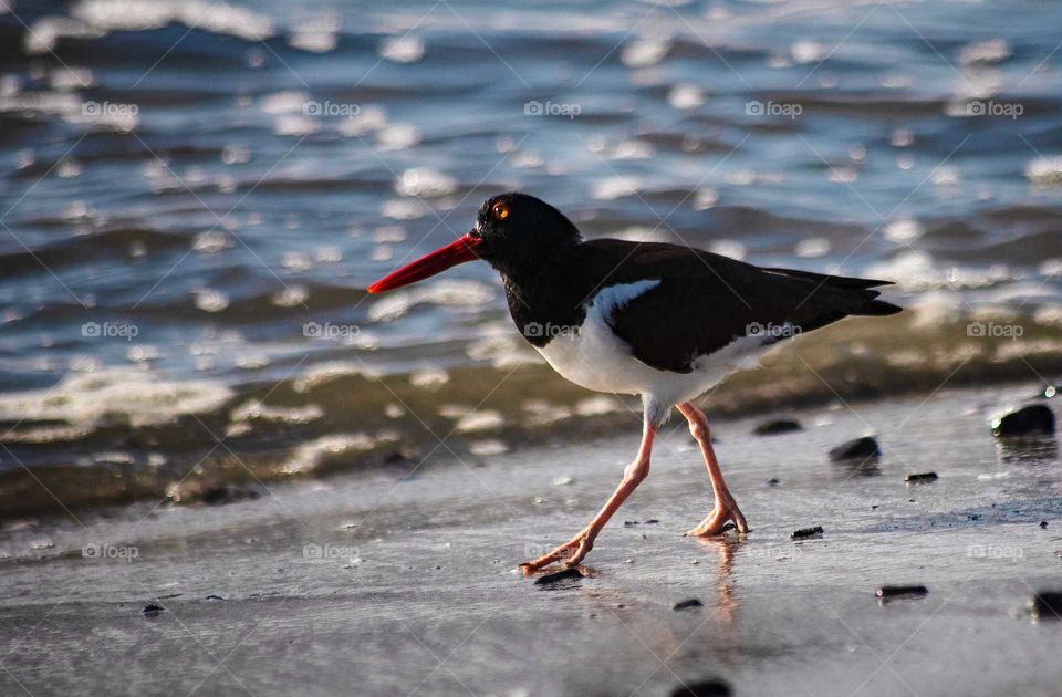 bird walking on the beach