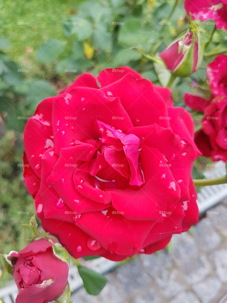 Ukraine, Konotop, roses