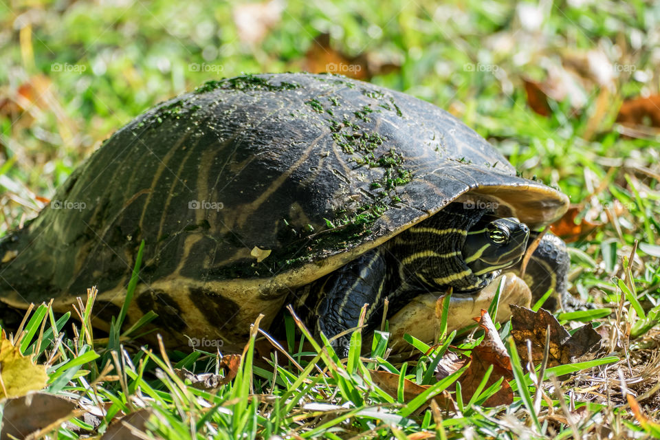 This guy in my backyard