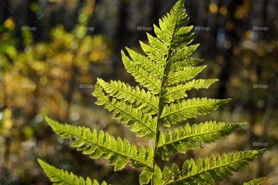 beautiful leaf texture close up in sunlight in the autumn forest