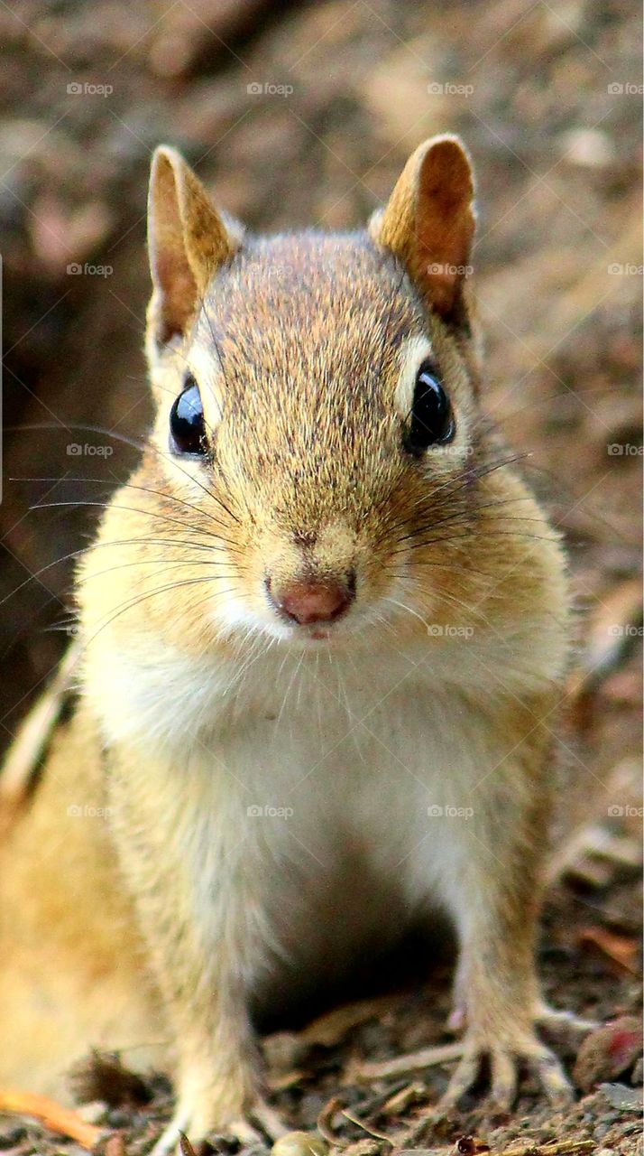 chipmunl