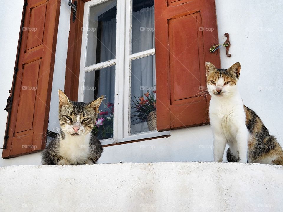 Folegandros Greece - cats