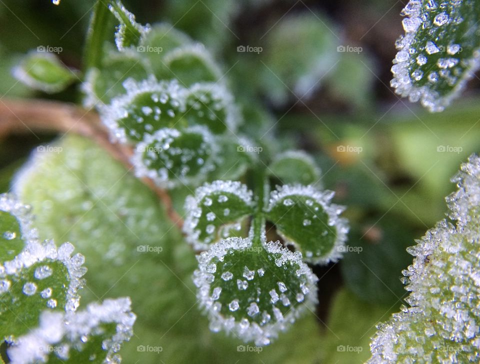 Close up of frost which has turned into ice particles on tiny green leaves in my garden 