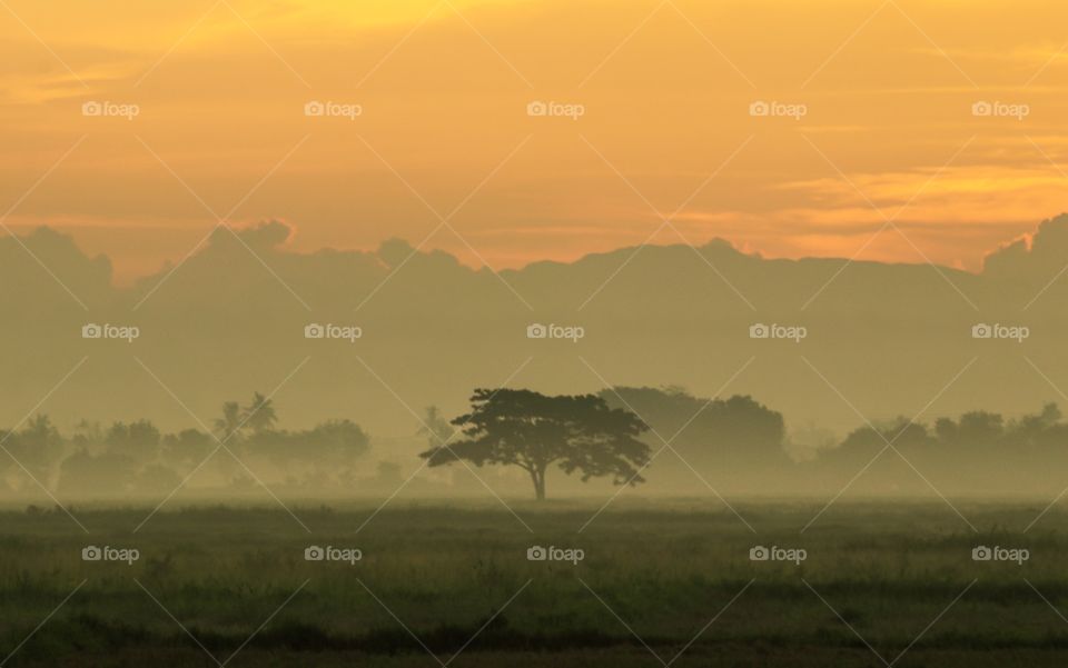 Alone Tree surrounded by fogs during Sunrise Dawn. 