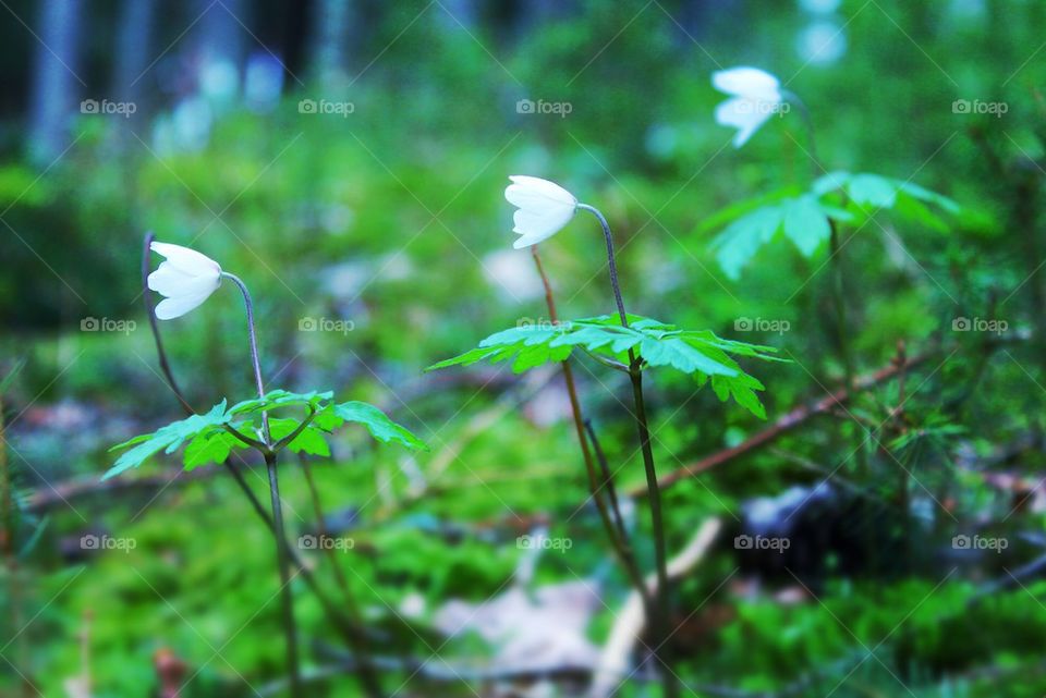 Wood anemone