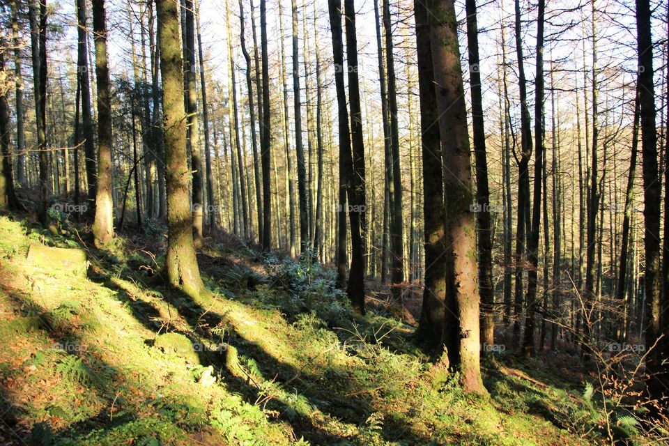 Shadows and tall trees