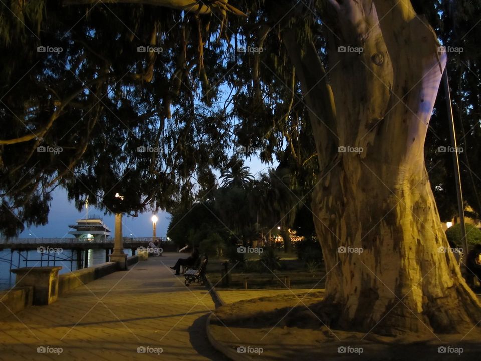 Akəa,  Apsny.  "Tree of love" Sukhum, Abkhazia