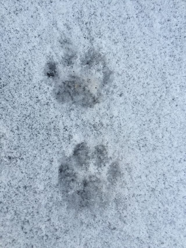 Footprints in the snow