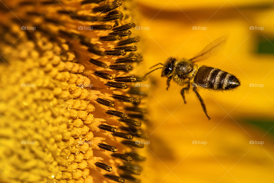 bee