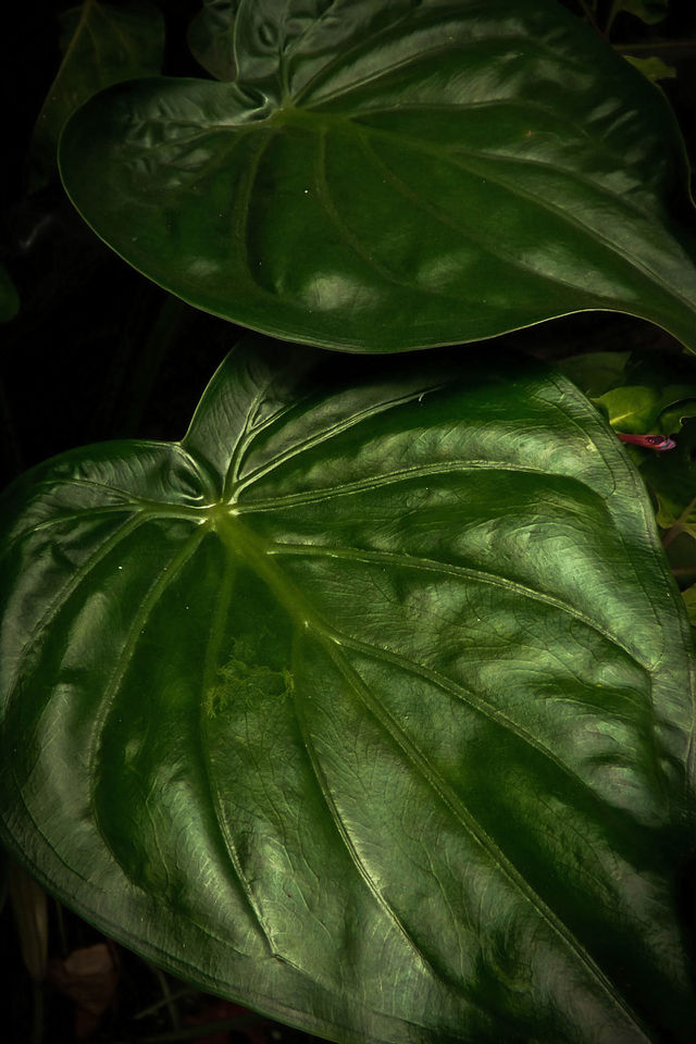 folha verde
