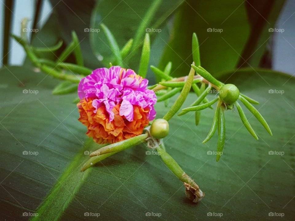 beautiful flowers in my garden