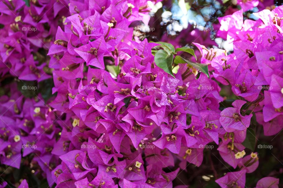 Bougainvillea magenta