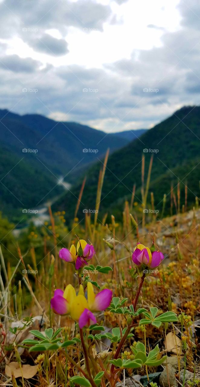 springtime flowers