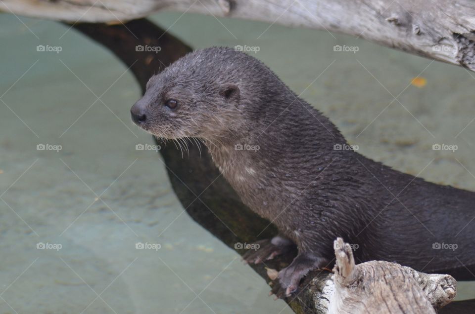River otter 