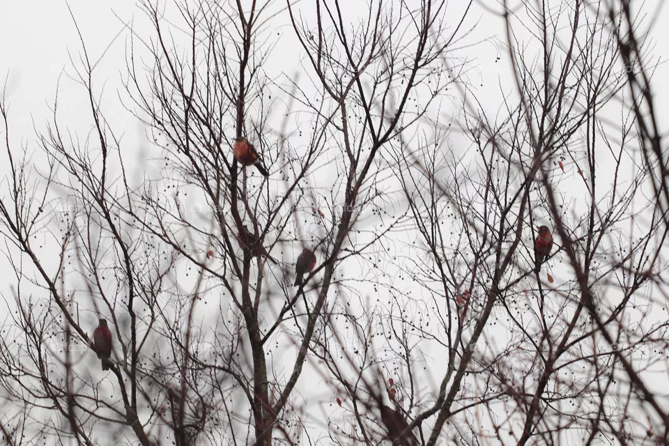 birds in trees