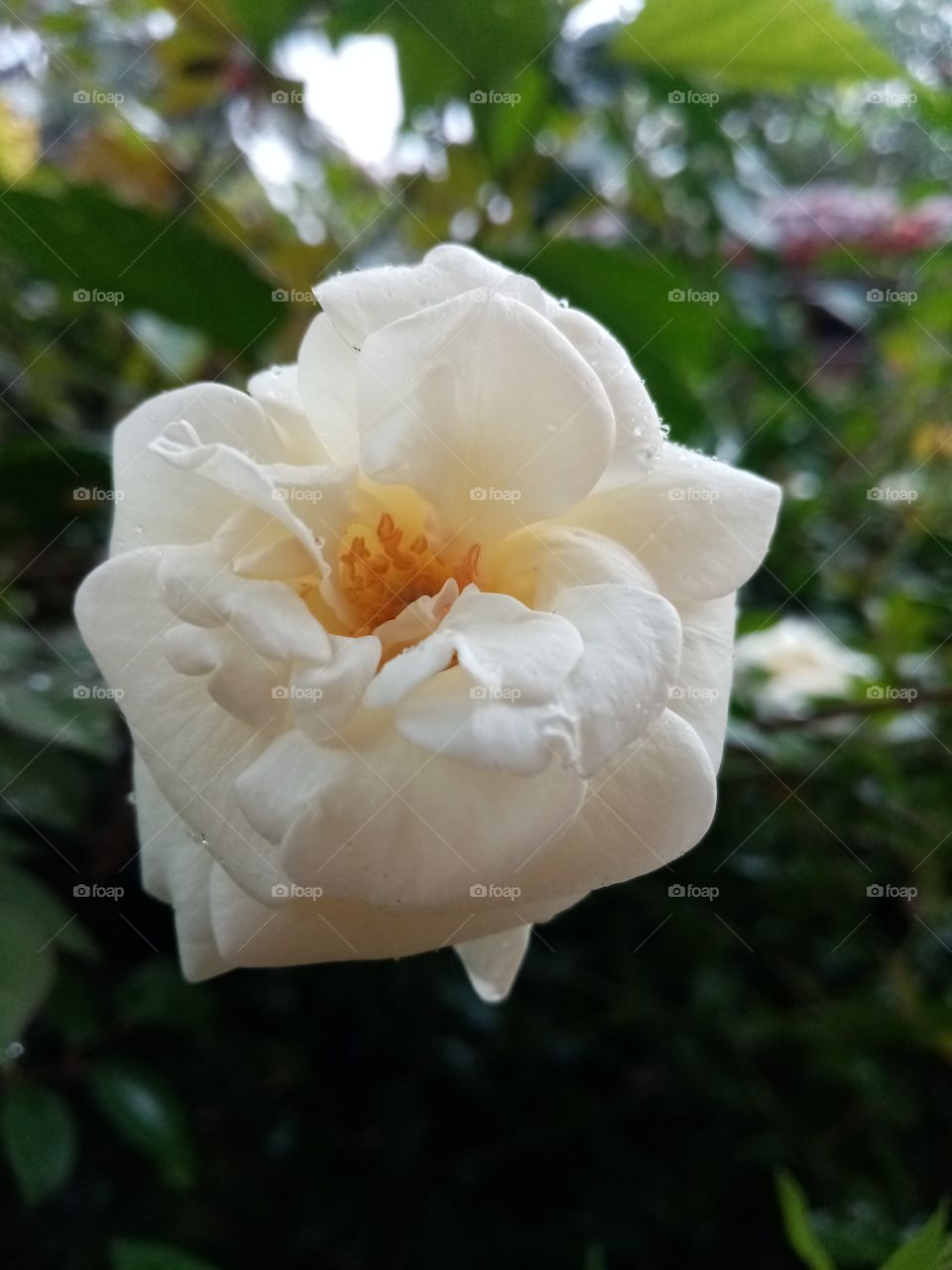 Good morning beautiful rose