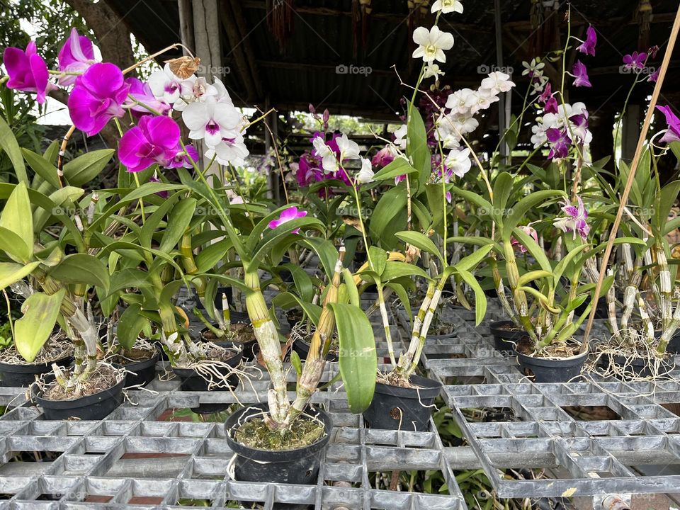 Plant Plants to Celebrate Earth Day, Thailand.