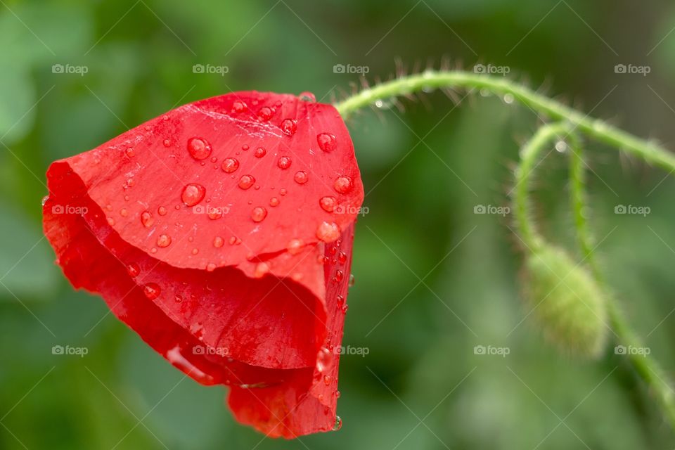Close up of water drops on poppy