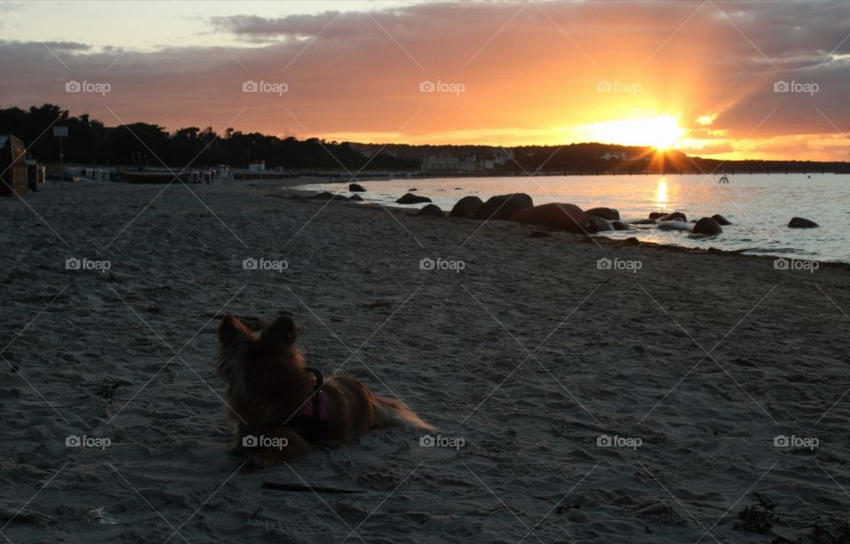 Dog enjoys the sunset