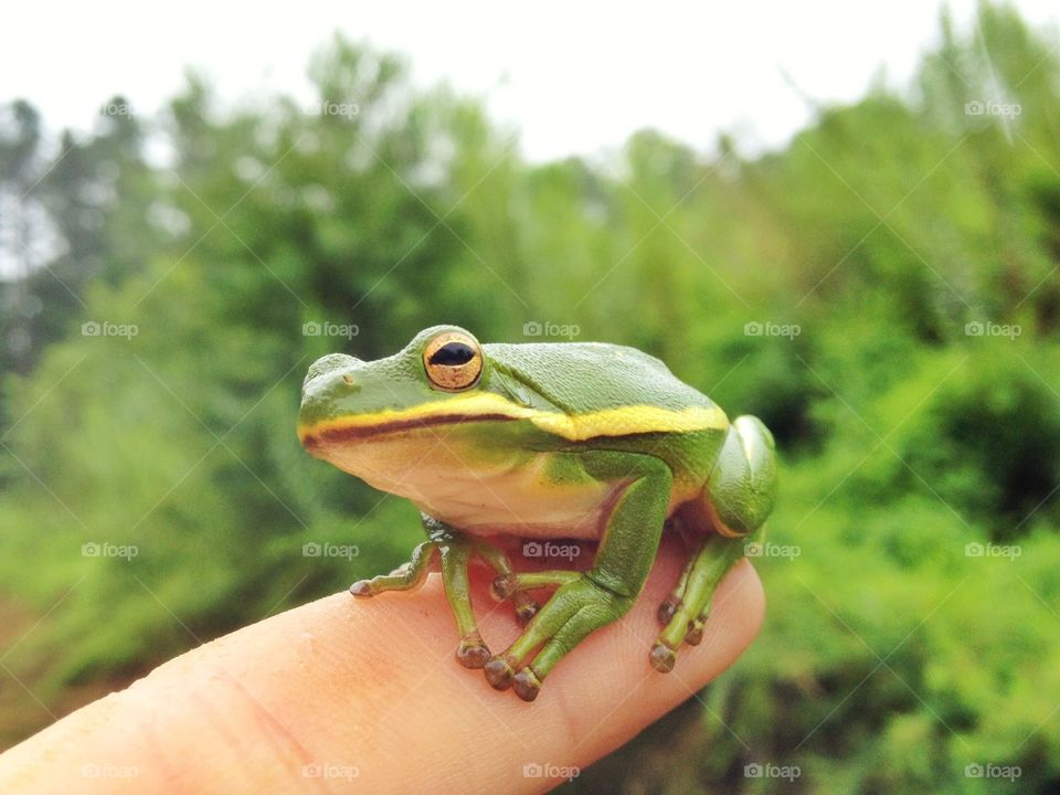 Green tree frog