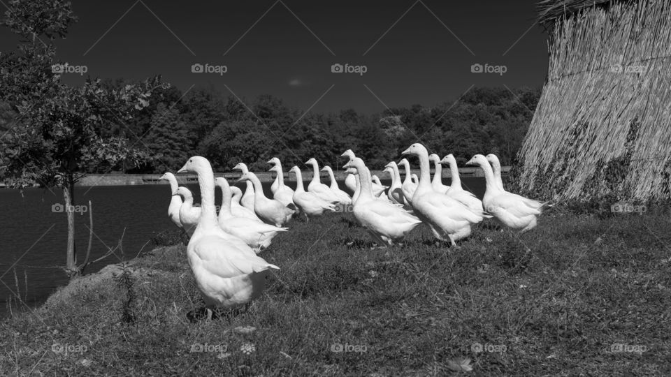 Gooses in a park in Sibiu, Romania.