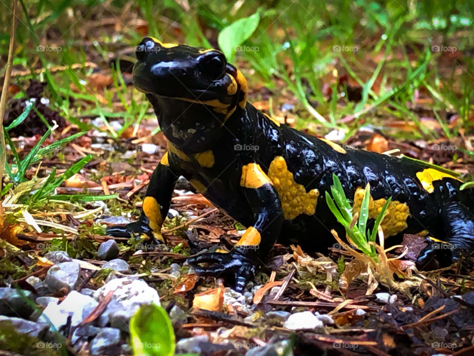 Fire salamander seems to grin