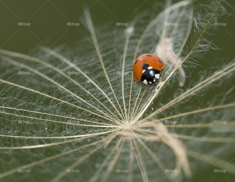 Ladybug and dandelion. Macro shot, selective focus with copy space. summer time concept